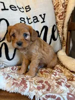 Beau, a male Cavapoo for sale in Seymour, MO – 4 of 7