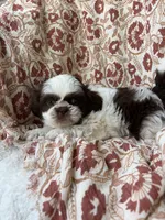 Molly Mae, a female Shih Tzu for sale in Seymour, MO – 4 of 10