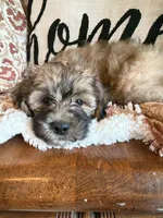 Nash, a male Shih Tzu for sale in Seymour, MO – 4 of 10