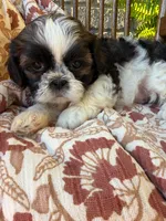 Kip, a female Shih Tzu for sale in Seymour, MO – 2 of 9