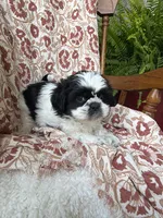 Annie Mae, a female Shih Tzu for sale in Seymour, MO – 1 of 9