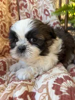 Raines, a male Shih Tzu for sale in Seymour, MO – 4 of 9
