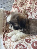 Kate, a female Shih Tzu for sale in Seymour, MO – 3 of 10