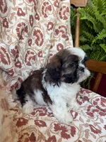 Lucy, a female Shih Tzu for sale in Seymour, MO – 9 of 10