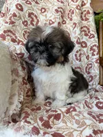 Lola, a female Shih Tzu for sale in Seymour, MO – 6 of 10