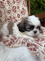 Charlie, a male Shih Tzu for sale in Seymour, MO – 9 of 10