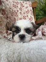 Charlie, a male Shih Tzu for sale in Seymour, MO – 4 of 10