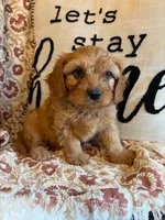 Finn, a male Cavapoo for sale in Seymour, MO – 4 of 7