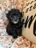 Willow, a female Shih Tzu for sale in Seymour, MO – 7 of 8