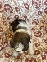 Remington, a male Shih Tzu for sale in Seymour, MO – Photo 4 of 8