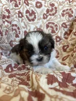 Remington, a male Shih Tzu for sale in Seymour, MO – Photo 5 of 8