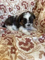 Remington, a male Shih Tzu for sale in Seymour, MO – Photo 6 of 8
