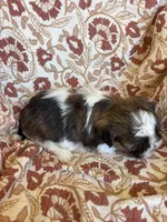 Remington, a male Shih Tzu for sale in Seymour, MO – Photo 3 of 8