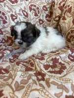 Remington, a male Shih Tzu for sale in Seymour, MO – Photo 7 of 8