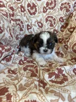 Remington, a male Shih Tzu for sale in Seymour, MO – Photo 2 of 8