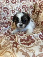 Remington, a male Shih Tzu for sale in Seymour, MO – Photo 8 of 8