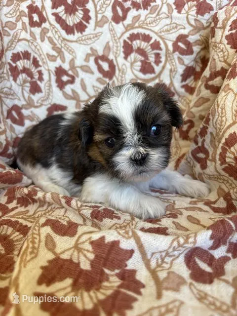 Remington – Shih Tzu puppy for sale in Seymour, MO