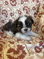 Remington, a male Shih Tzu for sale in Seymour, MO – Photo 1 of 8