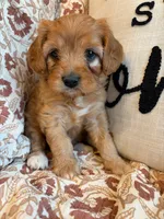 Beau, a male Cavapoo for sale in Seymour, MO – 6 of 7
