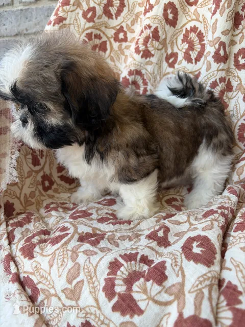 Kate – Shih Tzu puppy for sale in Seymour, MO