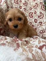Penny, a female Cavapoo and Poodle - Toy  for sale in Seymour, MO – 1 of 9