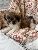 Fancy, a female Shih Tzu for sale in Seymour, MO – 7 of 10