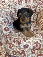 Lettie, a female Yorkipoo for sale in Seymour, MO – Photo 3 of 8