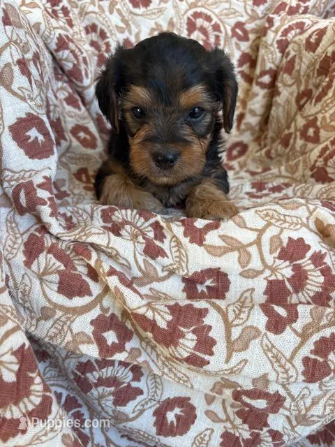 Lettie – Yorkipoo puppy for sale in Seymour, MO