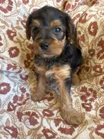 Lettie, a female Yorkipoo for sale in Seymour, MO – Photo 4 of 8