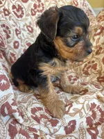 Lettie, a female Yorkipoo for sale in Seymour, MO – Photo 2 of 8