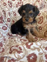 Lettie, a female Yorkipoo for sale in Seymour, MO – Photo 7 of 8