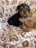 Lettie, a female Yorkipoo for sale in Seymour, MO – Photo 6 of 8