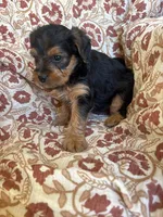 Lettie, a female Yorkipoo for sale in Seymour, MO – Photo 5 of 8