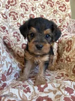 Lettie, a female Yorkipoo for sale in Seymour, MO – Photo 8 of 8