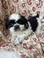Annie Mae, a female Shih Tzu for sale in Seymour, MO – 4 of 9