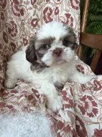 Halle Rae, a female Shih Tzu for sale in Seymour, MO – 3 of 10