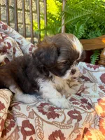 Tiny Beckem, a male Shih Tzu for sale in Seymour, MO – 5 of 8