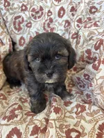 Charlie, a male Shih Tzu for sale in Seymour, MO – Photo 3 of 7