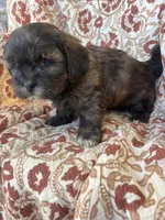 Charlie, a male Shih Tzu for sale in Seymour, MO – Photo 2 of 7