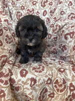 Charlie, a male Shih Tzu for sale in Seymour, MO – Photo 7 of 7
