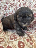 Charlie, a male Shih Tzu for sale in Seymour, MO – Photo 5 of 7