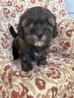 Charlie, a male Shih Tzu for sale in Seymour, MO – Photo 6 of 7