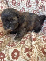 Charlie, a male Shih Tzu for sale in Seymour, MO – Photo 4 of 7