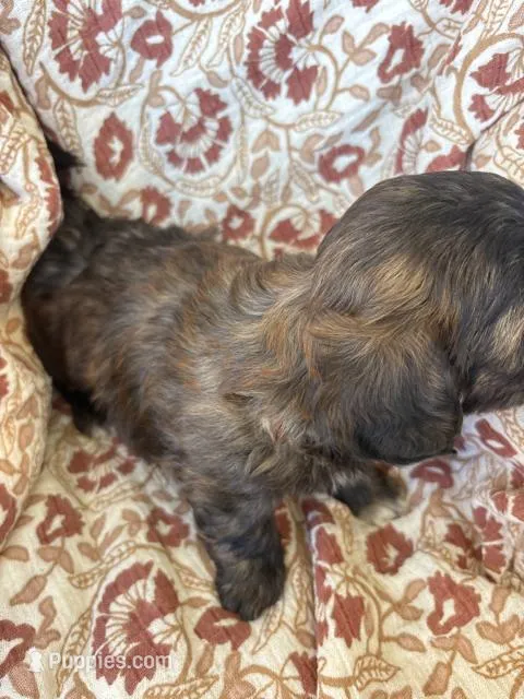 Charlie – Shih Tzu puppy for sale in Seymour, MO