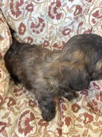 Charlie, a male Shih Tzu for sale in Seymour, MO – Photo 1 of 7