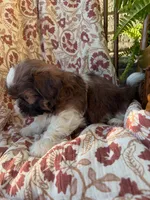 Tiny Memphis, a male Shih Tzu for sale in Seymour, MO – 5 of 10
