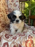 Raines, a male Shih Tzu for sale in Seymour, MO – 7 of 9