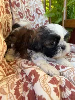 Raines, a male Shih Tzu for sale in Seymour, MO – 5 of 9
