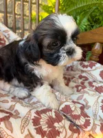 Kip, a female Shih Tzu for sale in Seymour, MO – 3 of 9