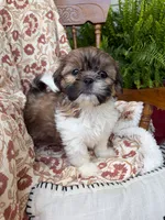 Fancy, a female Shih Tzu for sale in Seymour, MO – 2 of 10